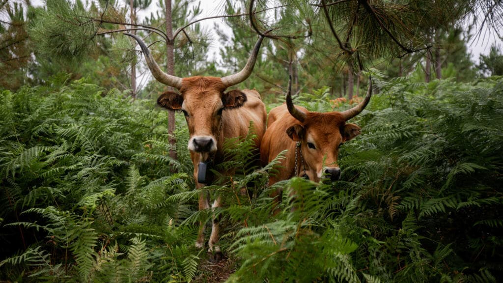 Native Livestock Helps Mitigate Wildfire Risks in Galicia, Spain