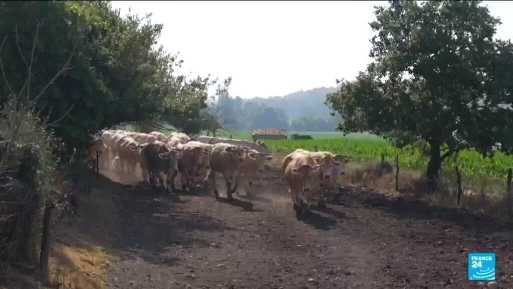 Heatwave Linked to Climate Change Creates Challenges for French Farmers