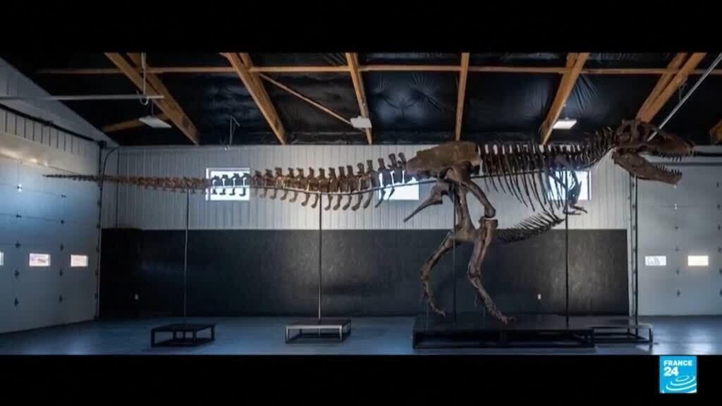 T. rex Skeleton 'Gus' Sells for Record $50.1 Million at New York Auction