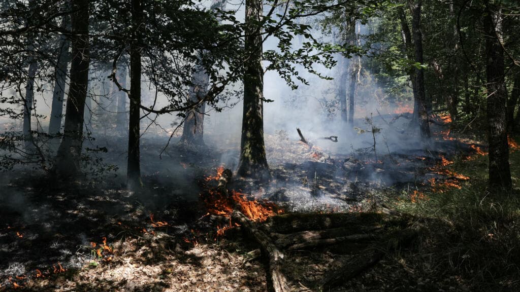 Authorities report that wildfire has destroyed 5% of Fontainebleau forest