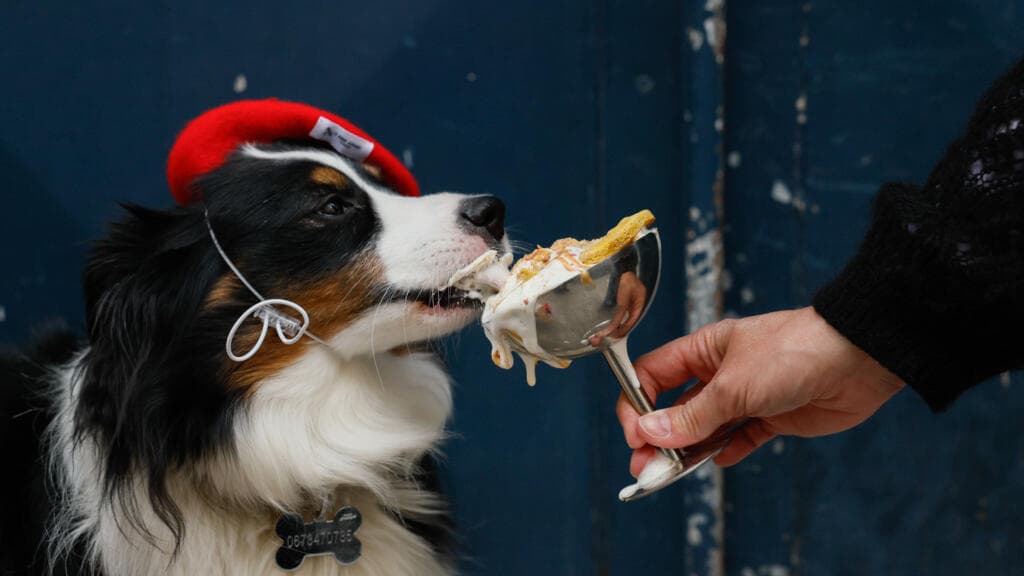 Paris Dogs Enjoy Treats at Bakeries Catering to Canine Customers
