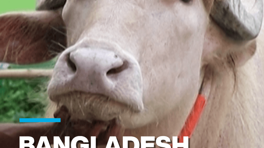Albino Buffalo Nicknamed 'Donald Trump' Gains Popularity on Social Media in Bangladesh