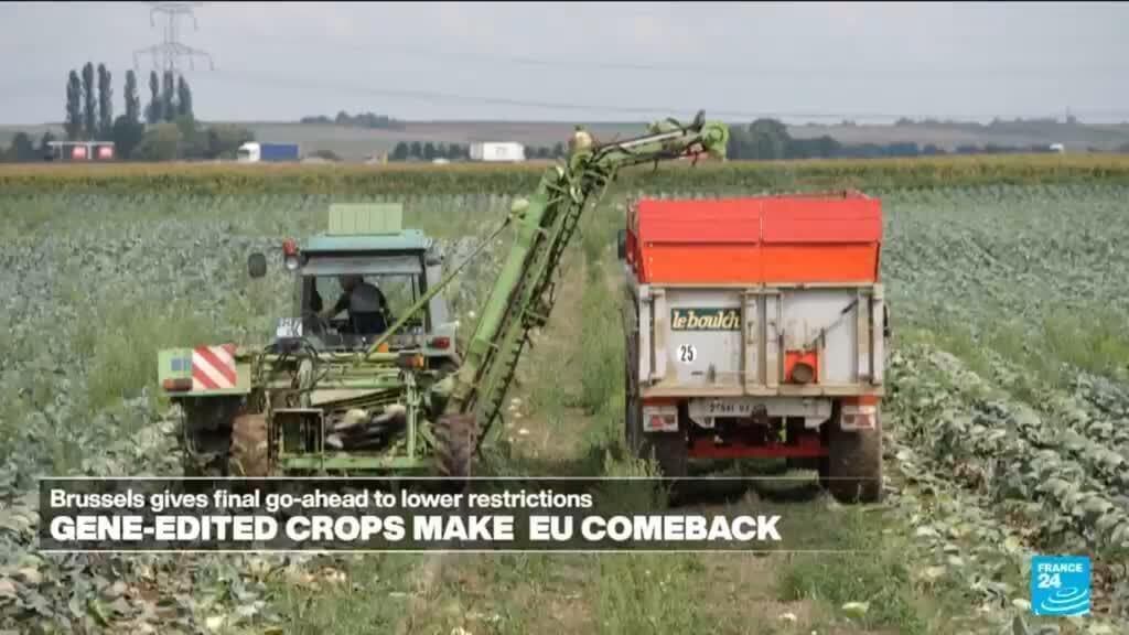 EU Approves Gene-Edited Crops, Raising Concerns Among Small Farmers