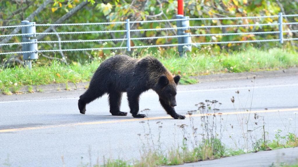 Japan Faces Increased Bear Encounters Amid Recent Attacks and Sightings
