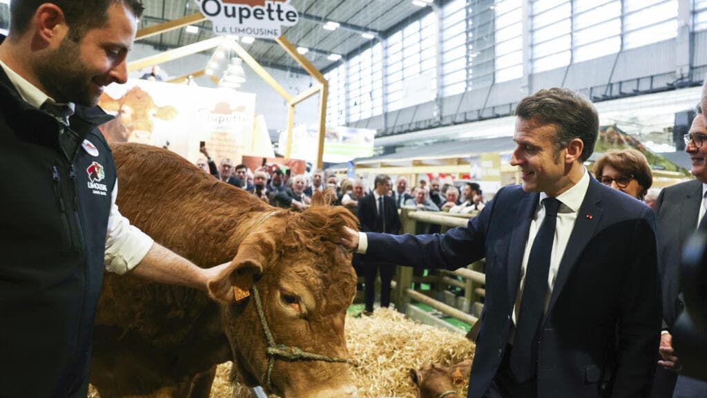Paris's annual agriculture show will be cow-free for first time ever due to lumpy skin disease