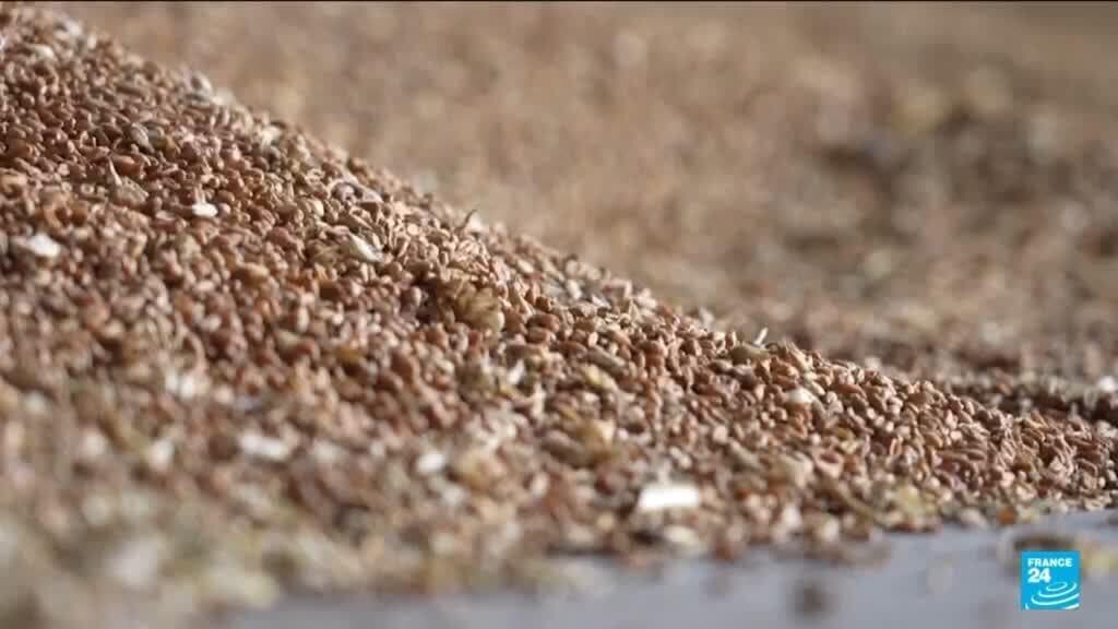 Attacks on Grain Hubs Heighten Concerns Over Global Food Prices