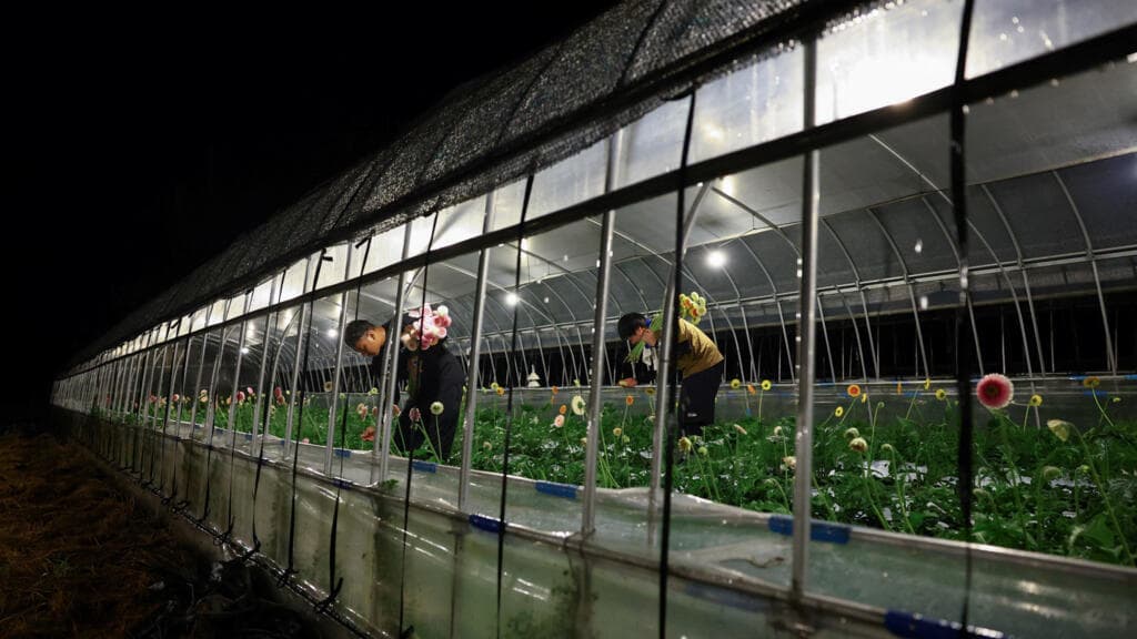 Japanese Farmers Shift to Nighttime Work Due to Extreme Daytime Heat