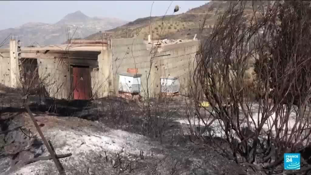 Algerian Farmers Face Severe Impact from Heatwave-Induced Wildfires