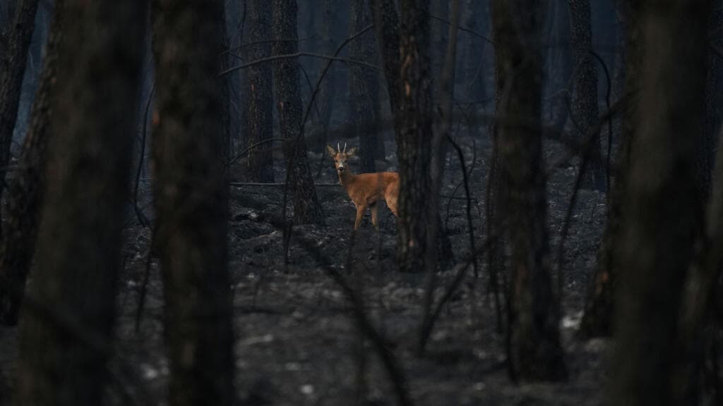 Volunteers Aid Wildlife Affected by Recent Wildfires in France