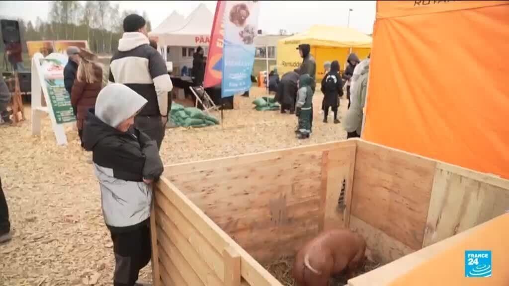 Oink-Off in Estonia: Pig contest highlights farming struggles
