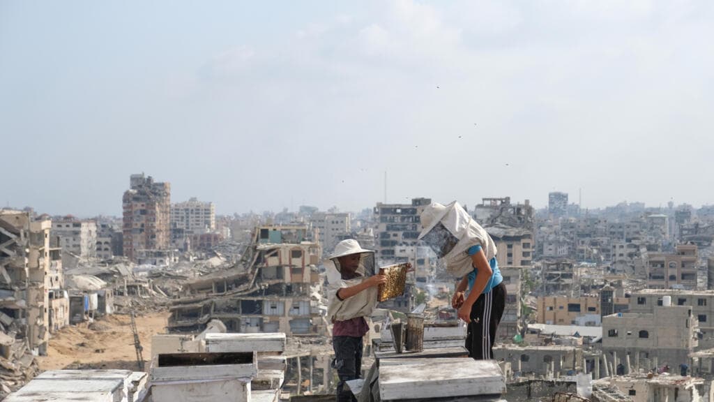 Gaza Beekeepers Work to Restore Their Livelihoods After War's Destruction