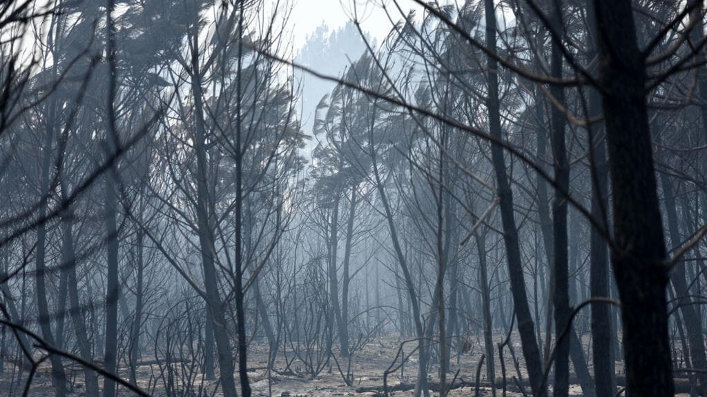 France Considers Strategies for Rebuilding Forests Amid Ongoing Wildfires