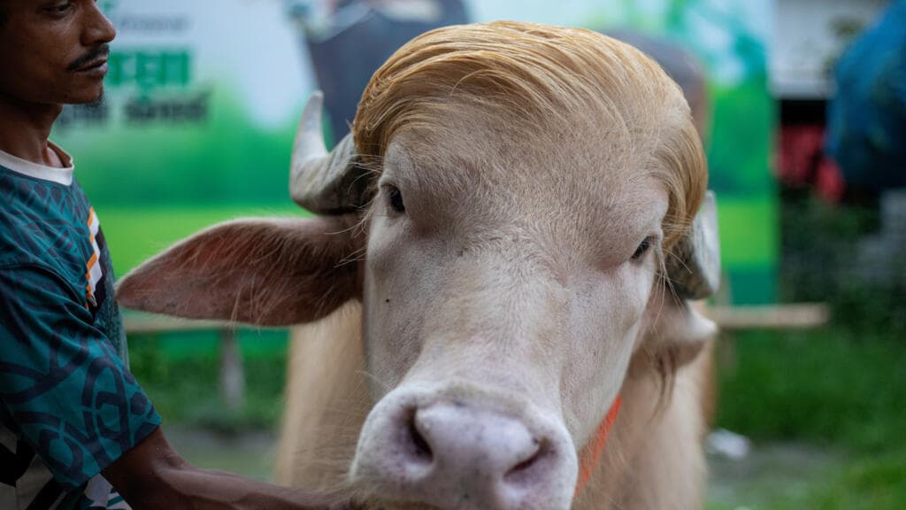 Buffalo Named 'Donald Trump' Saved from Sacrifice, Relocated to Zoo in Bangladesh