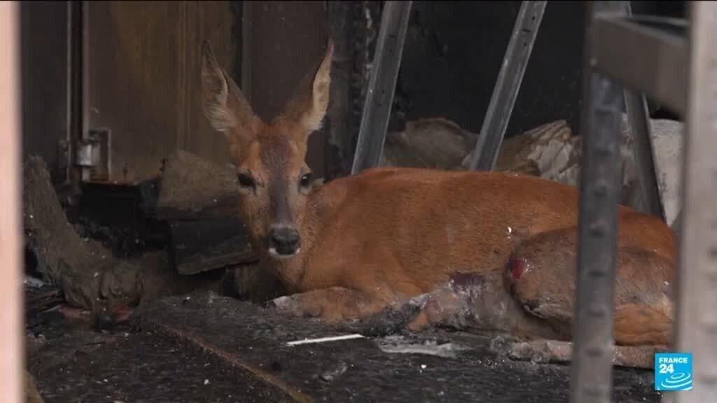 Wildfires in Southwest France Cause Significant Harm to Wildlife