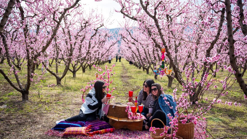 Thousands flock to see Greece’s annual 'pink veil' of peach blossoms