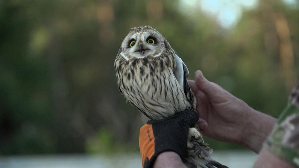 Ukrainian Volunteers Work to Save Birds Amid Ongoing Conflict