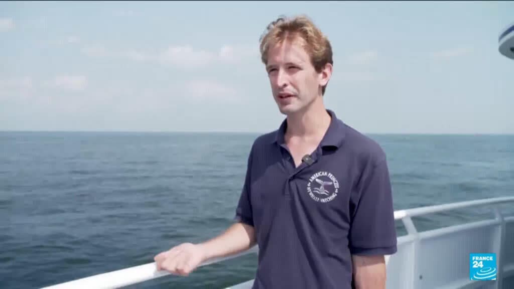 Humpback Whales Delight New Yorkers Amid Growing Boat Traffic Threats