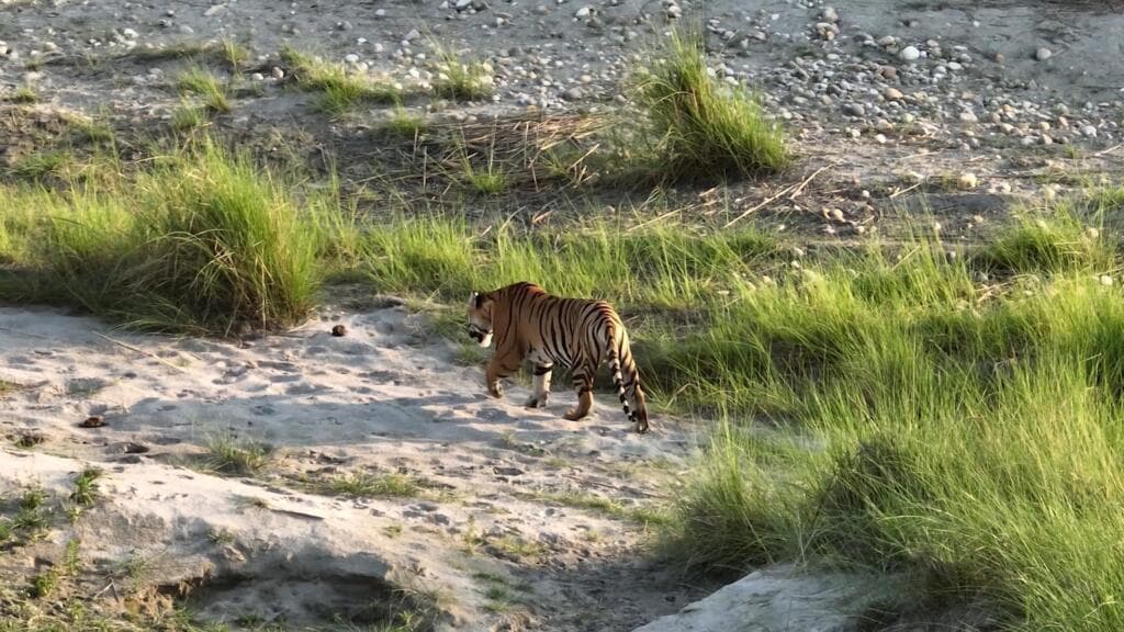 Nepal's Residents Adapt to Coexistence with Wildlife Amid Conservation Success