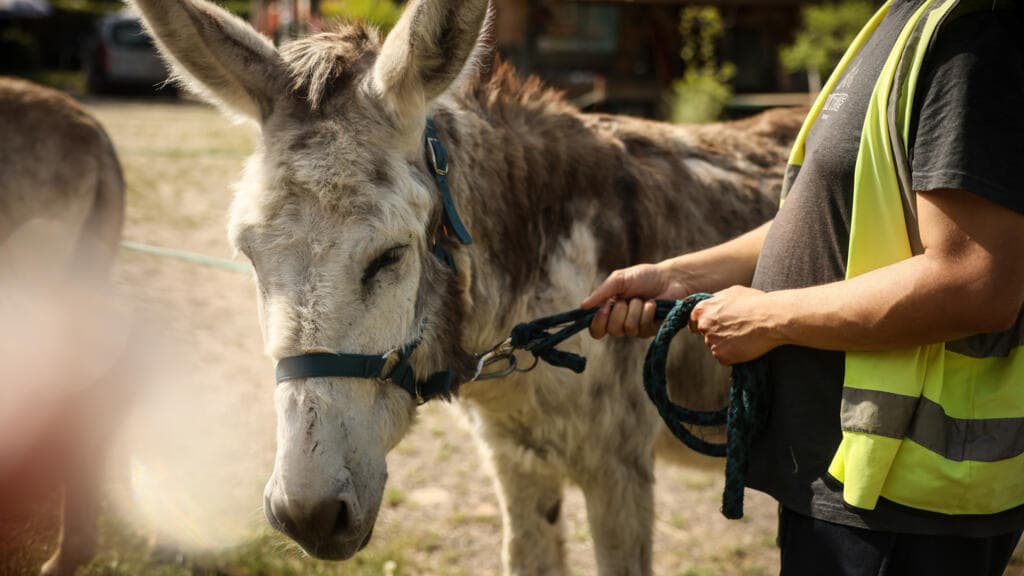 Therapy Donkeys Provide Emotional Support to Patients at French Psychiatric Hospital