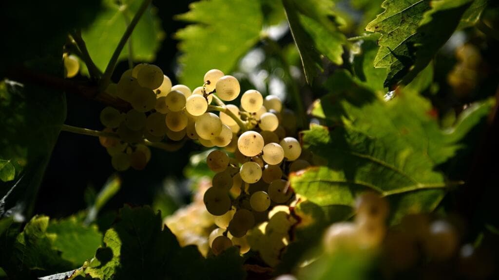 French Vine Growers Introduce Tree Planting to Shield Vines from Climate Change