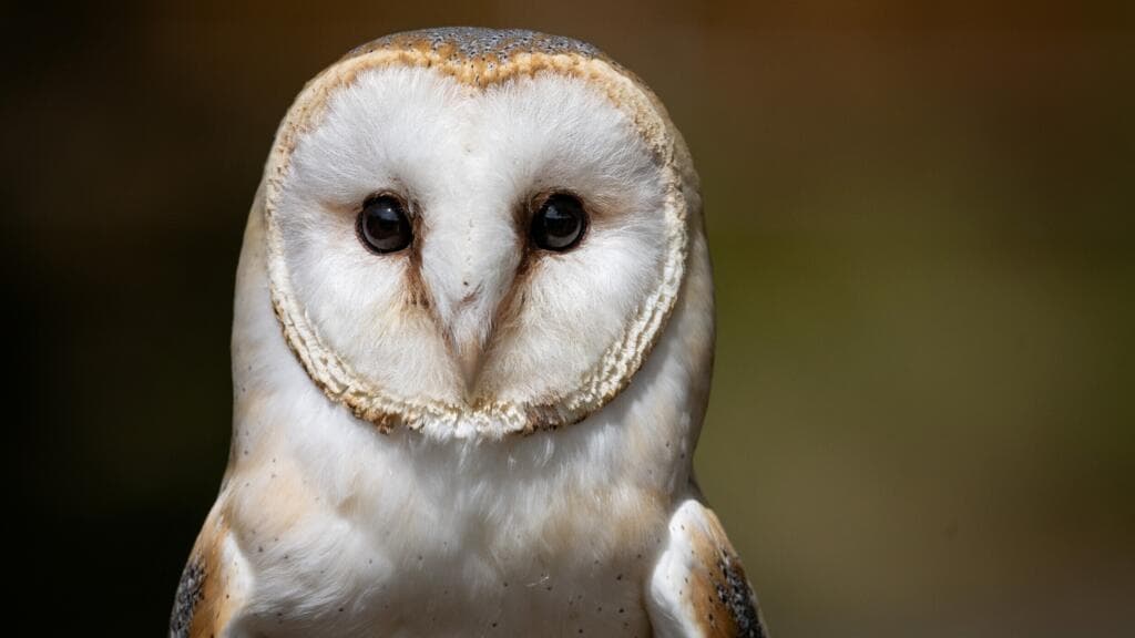 British Army sailors rescue barn owl stranded 70 nautical miles at sea