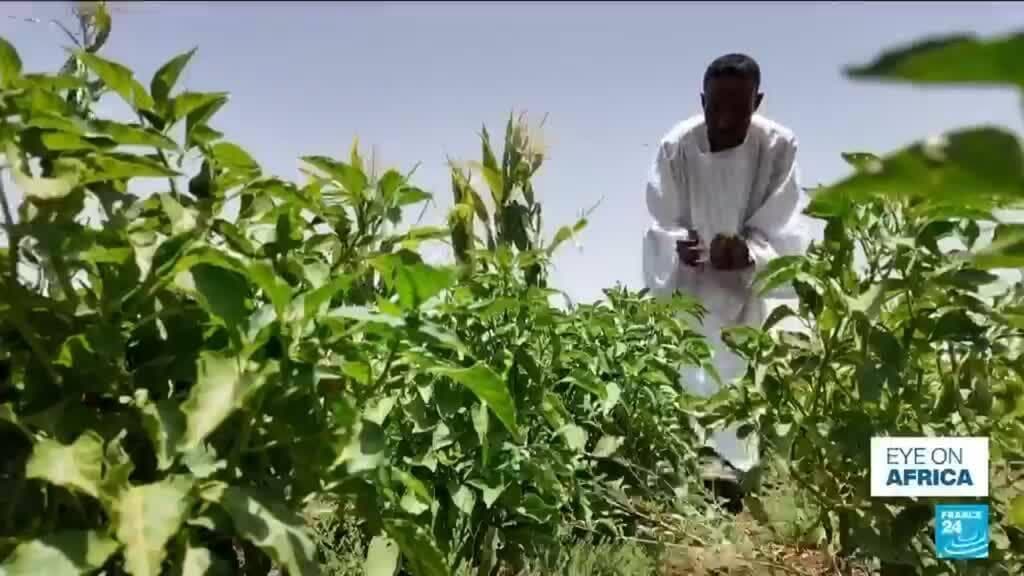 Iran Conflict Disrupts Sudan's Vulnerable Agricultural Sector