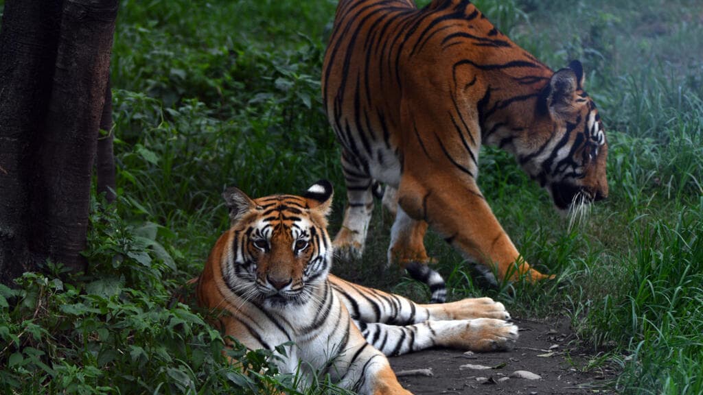 Nepal's Tiger Population Increases by 20% to Approximately 429, Survey Shows
