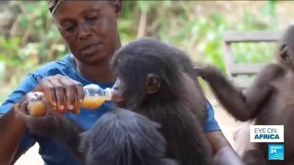 Unique Bonobo Orphanage in DR Congo Protects Young Primates from Poaching
