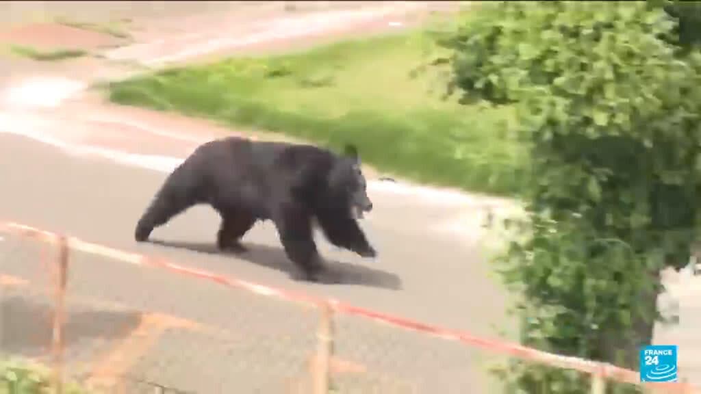 Bear Captured After Four-Day Search in Japanese City