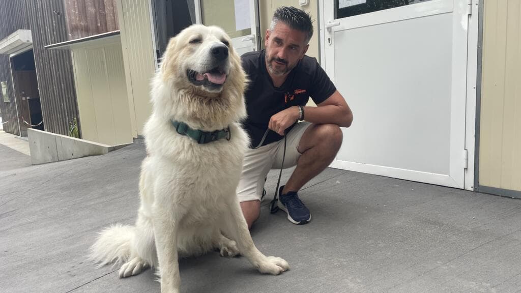 Volunteers Work to Rescue Pets Left Behind in France's Wildfires
