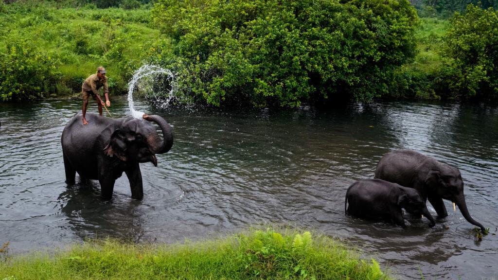 Wildlife Conservationist Krithi Karanth Discusses Her Lifelong Commitment