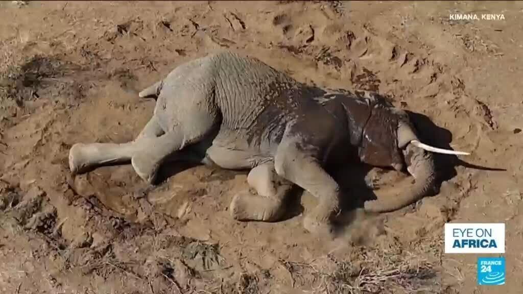 Experts Challenge Cyanide Poisoning Theory in Kenya's Elephant Deaths