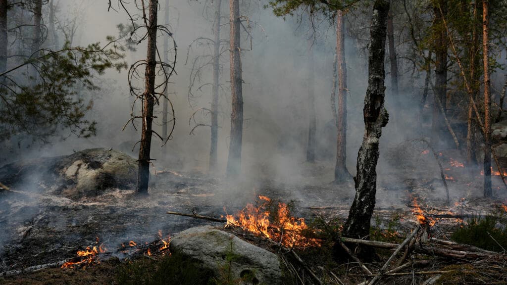 Wildfires in Fontainebleau Forest Devastate Local Community
