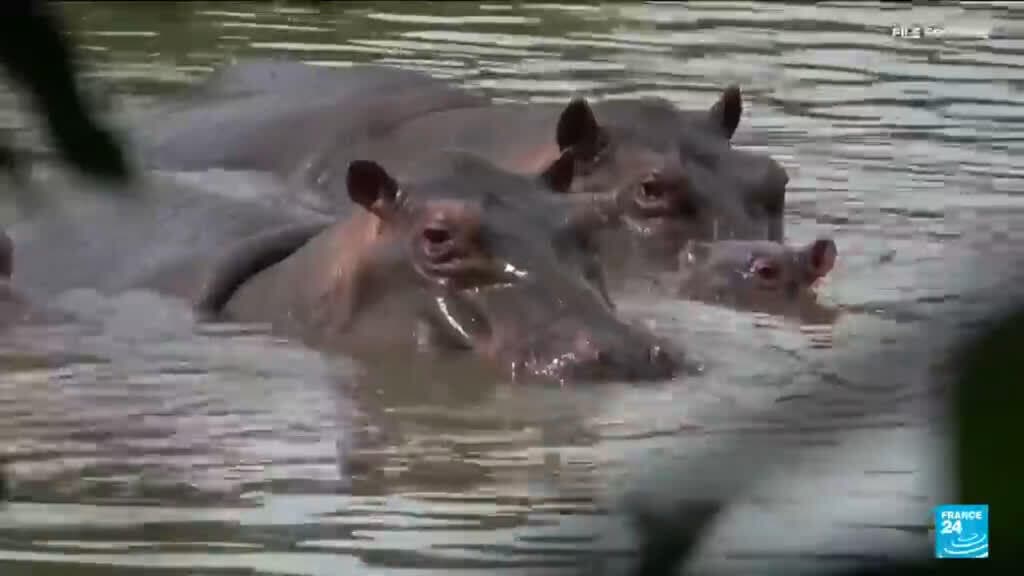 Indian billionaire's son offers home for Escobar's hippos