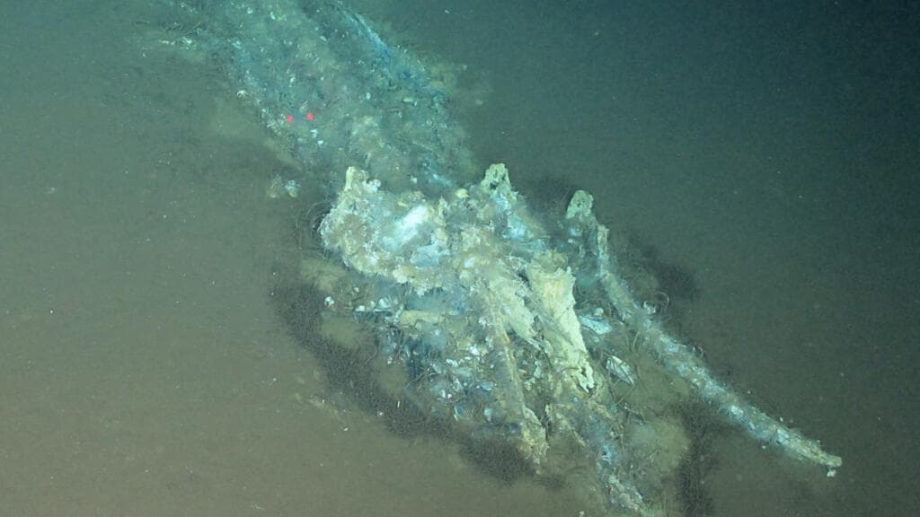 Scientists Discover Largest Whale Graveyard in Indian Ocean