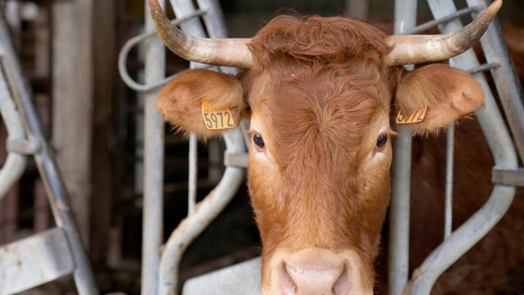 France confirms first human case of Shamonda virus, assures no health risk