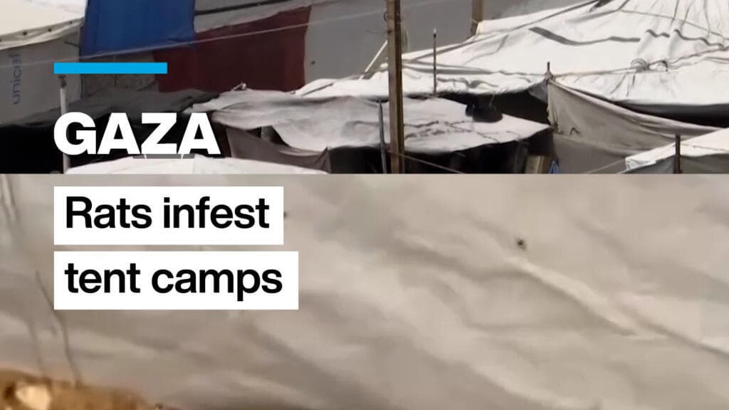Rats infest Gaza's tent camps, biting children and spreading disease