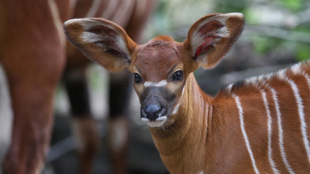 'Homecoming': Critically endangered antelopes returned to Kenyan forests from Czech zoo