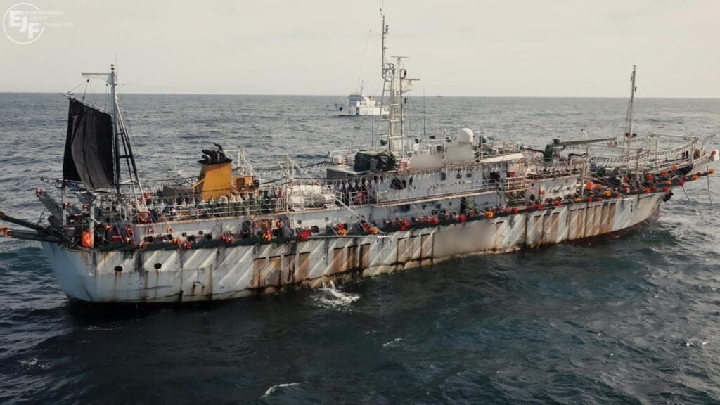Investigation Uncovers Illegal Fishing and Forced Labor in Squid Industry