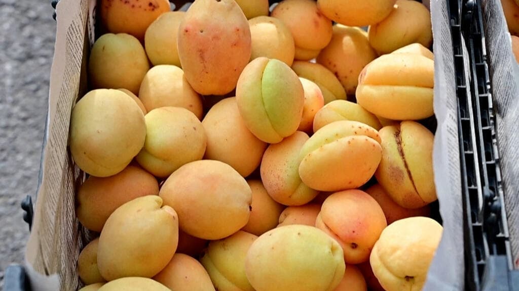 Armenian Apricots Entangled in Geopolitical Tensions with Russia