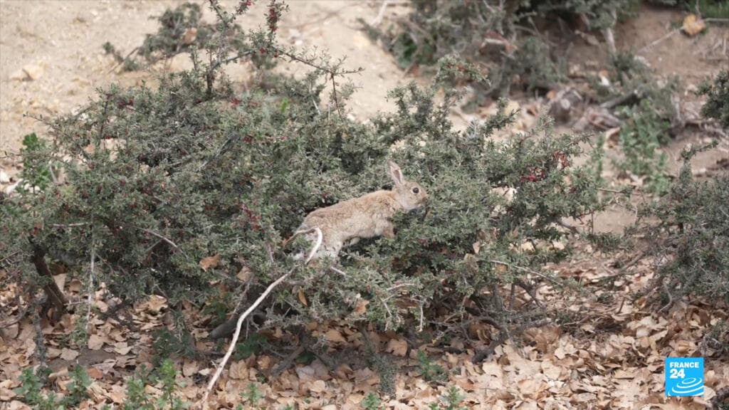Australia Faces Environmental Crisis Due to Invasive Rabbit Population