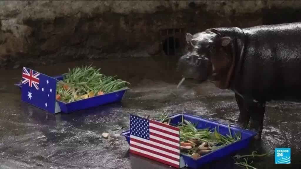 Various Animals Make Predictions for the 2026 World Cup Results