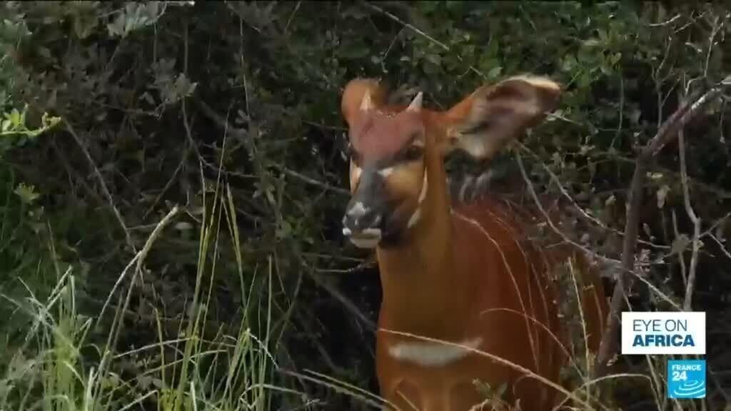 Kenyan Conservationists Begin Reintroduction of Rare Mountain Bong Antelope