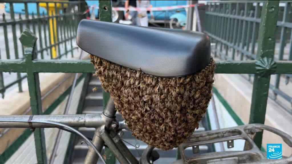 Social media abuzz as bees colonise bike outside the Louvre Museum