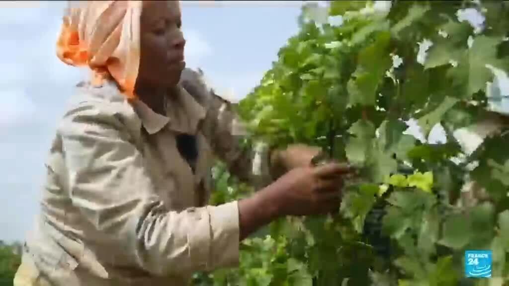 Ethiopia Experiences Wine Boom Driven by Bordeaux Vine Exports