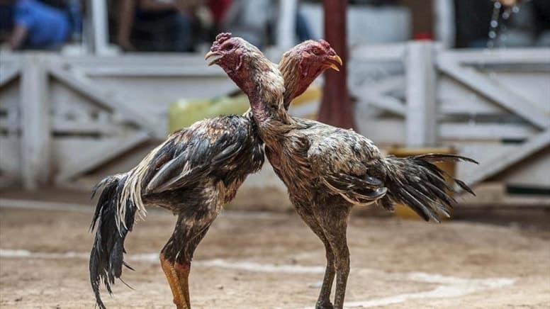 Yusufeli'nde horoz dövüşüne baskın: 500 bin lira ceza kesildi