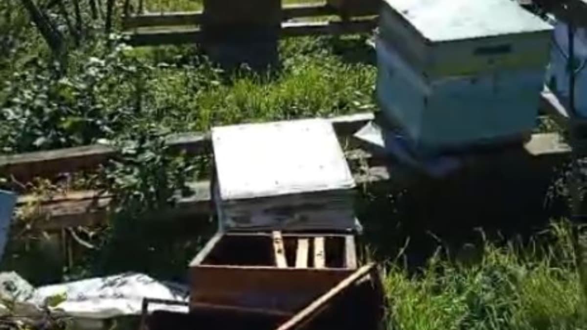 Ayının bal ziyafeti... Tam 5 kovan