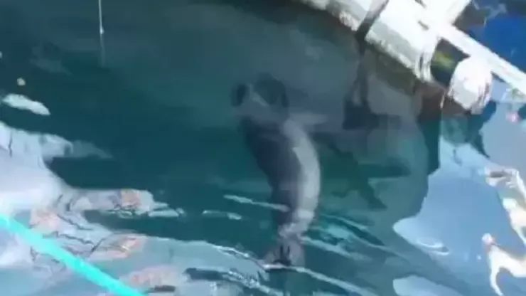 Bodrum'da nesli tehlike altındaki Akdeniz foku görüntülendi