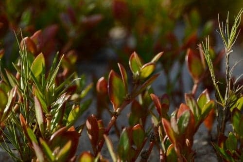 Yıllardır kullanılıyordu, etkisini bilim de kanıtlandı