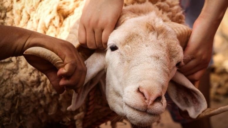 Kurbanlık satışlarında fiyatlar belli oldu: Pazarlıklar erken başladı